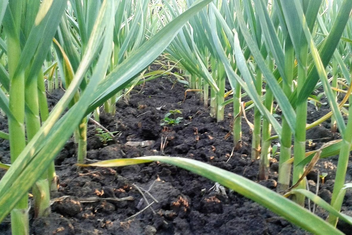 Cultivatorii de usturoi sunt în impas. Nu găsesc sămânță românească și se retrag din programul guvernamental