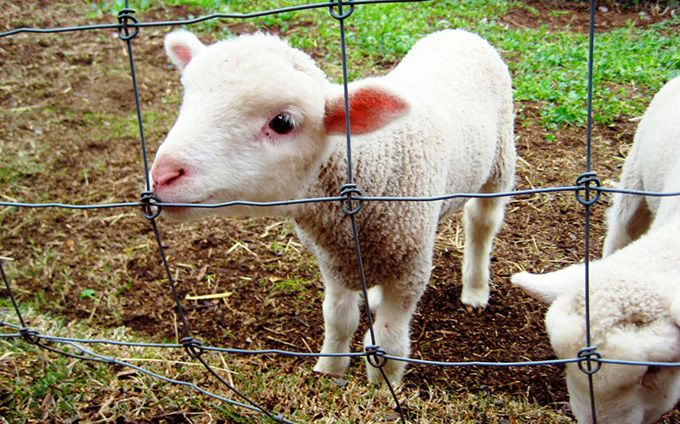 Târguri de miei în 5 localități din Olt. Ce primării solicită autorizații