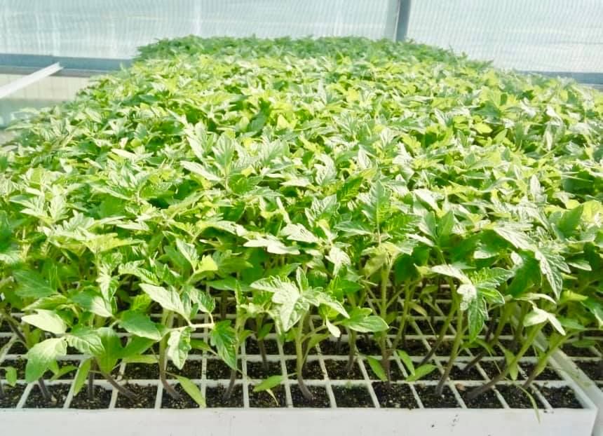 Răsaduri și îngrășăminte pentru fermierii olteni care vor livra tomate către supermarketuri