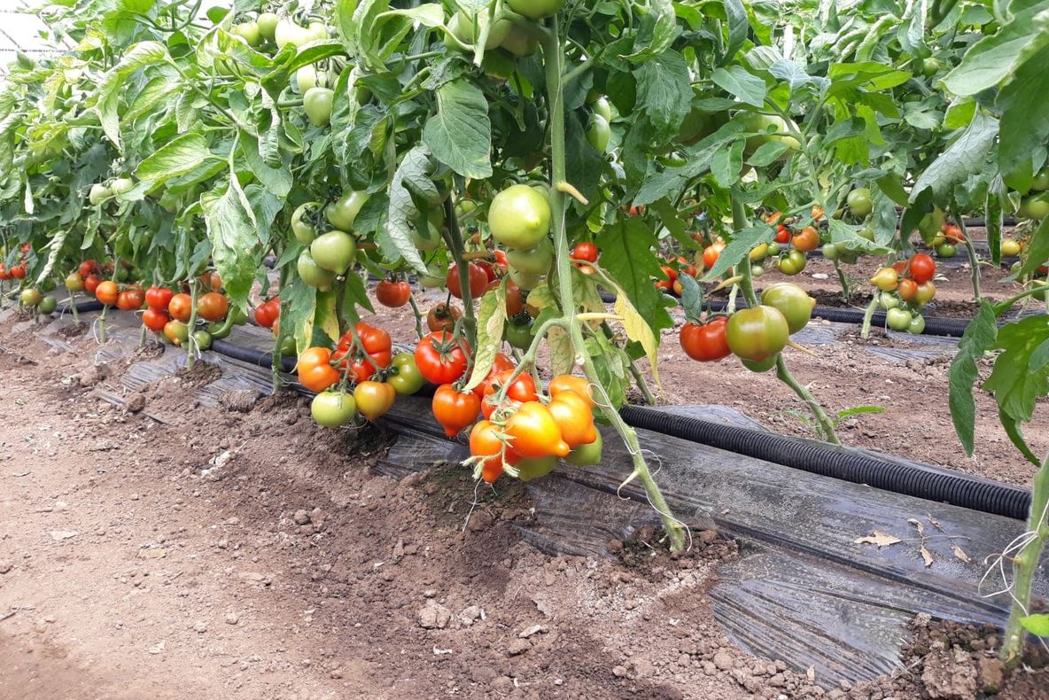 Primele tomate oltenești, testate pentru depistarea pesticidelor. Care sunt rezultatele/ FOTO