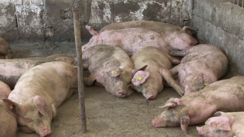 Decizie finală a veterinarilor în cazul focarului de pestă porcină de la Șerbănești