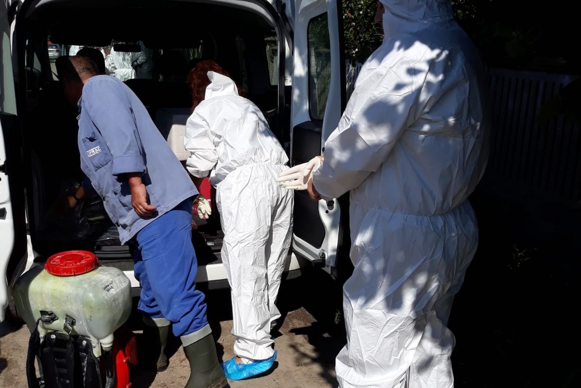 Cotinuă uciderea porcilor în Cilieni. Boala a ajuns în mai multe gospodării, iar localnicii nu se opun eliminării suinelor- VIDEO