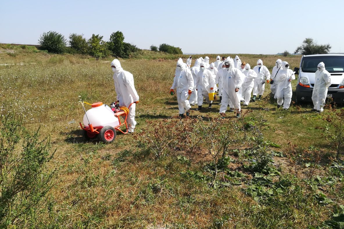 Bilanț îngrijorător: Pesta porcină a apărut în alte trei localități din Olt