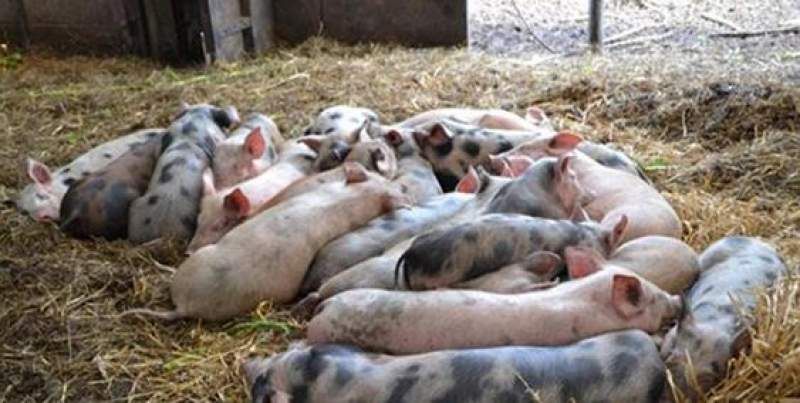 Pesta porcină se extinde. 22 de focare confirmate în tot județul