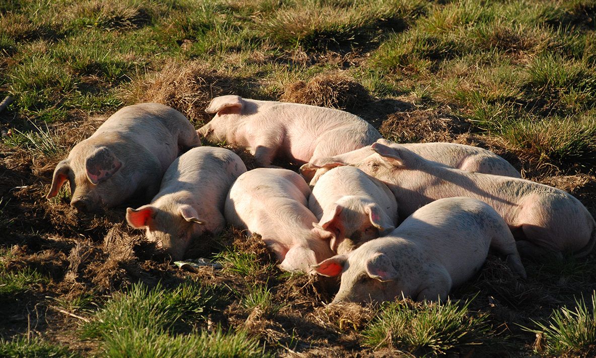 Peste 50 de porci, uciși preventiv la stâna de la Ianca. O parte din ei nu erau înregistrați