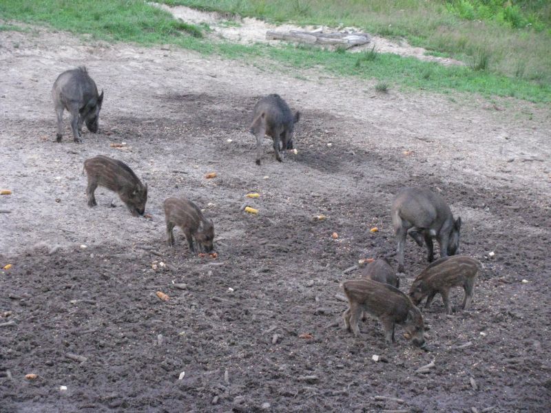 Încă două focare de pestă porcină în Olt. Autoritățile sunt în alertă