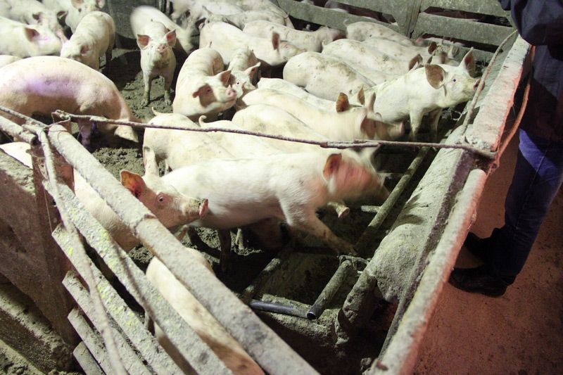 17 focare de pestă porcină, într-o altă comună din județ