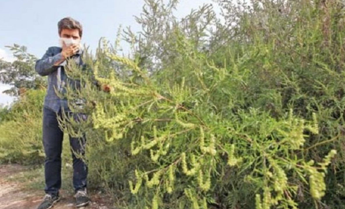 Campania „28 Septembrie 2019 SOS – Ambrozia”, în judeţul Olt