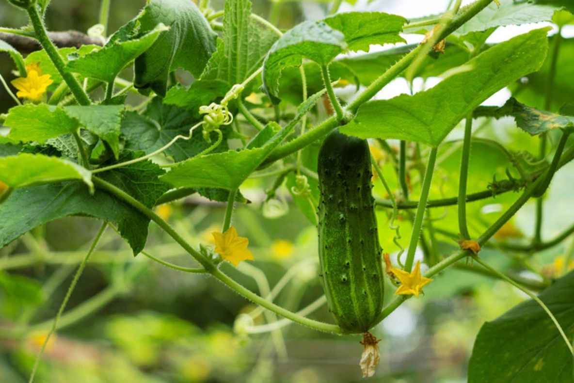 Ajutoare de minimis pentru alte trei legume cultivate în spații protejate. Câți agricultori olteni pot beneficia de ele