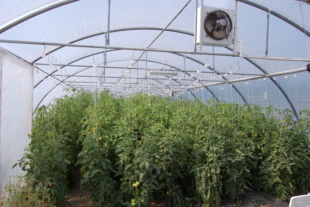 Produc roșii românești până la Crăciun. Cum au reușit legumicultorii olteni să se impună pe piață