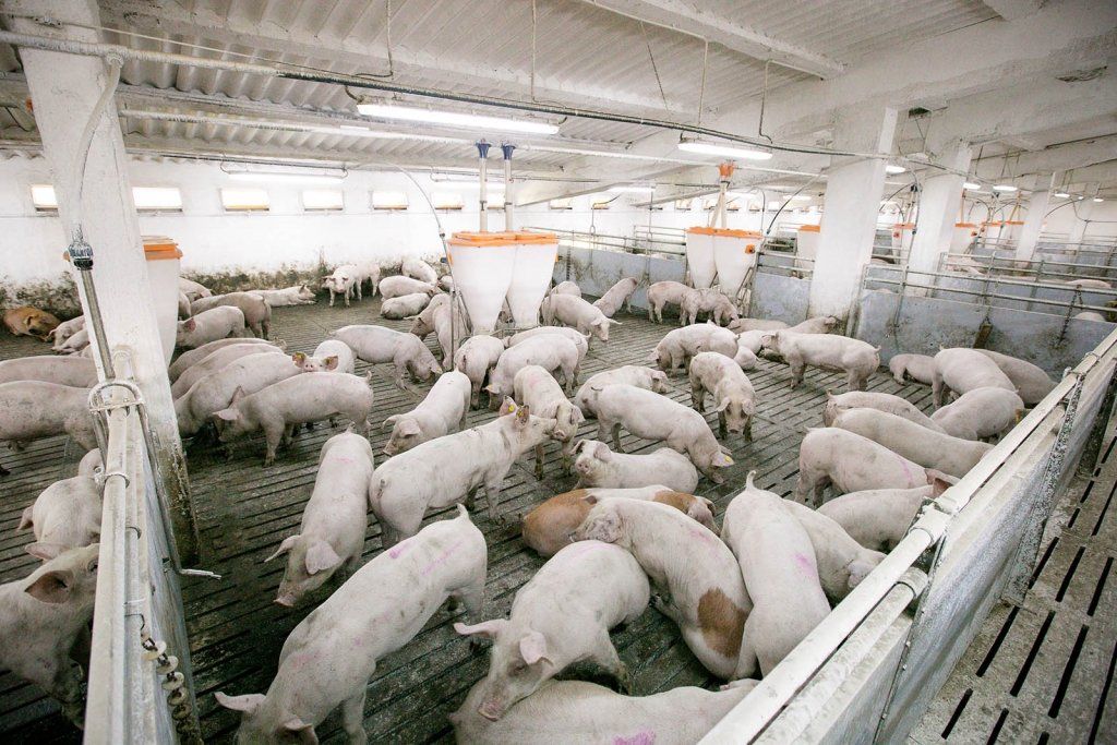 Fermele de porci din județ, afectate de pestă. Au înregistrat pierderi semnificative