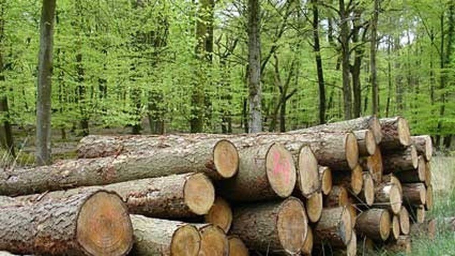 Lemne de foc direct din pădure. Ce ofertă are Direcția Silvică