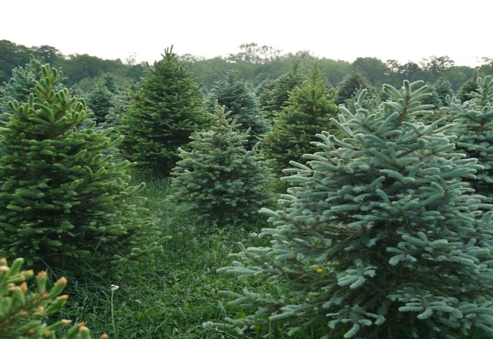 Ce prețuri vor avea brazii de Crăciun și când vor fi scoși pe piață