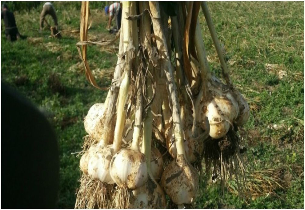 Cultivatorii de usturoi, venituri de mii de euro din subvenții