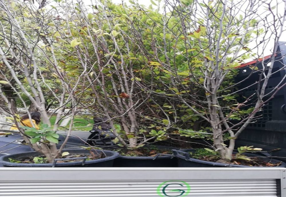 Caracalul, orașul magnoliilor. Centrul orașului va înflori