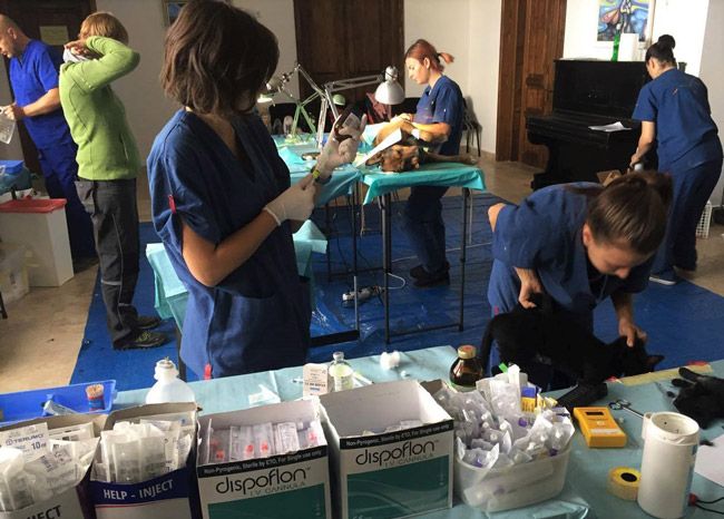 Campanie de sterilizare gratuită a câinilor și pisicilor