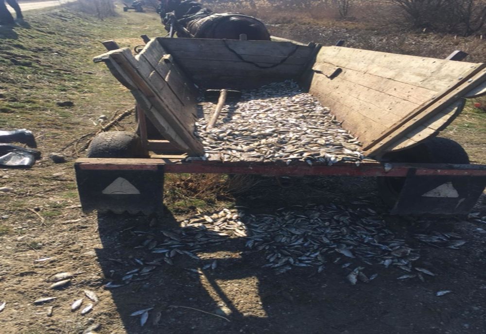VIDEO. Căruţă plină cu peşte, depistată de jandarmi lângă râul Olt