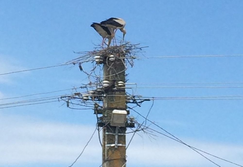 Olt: Garda de Mediu, sesizată după ce berze protejate prin lege au fost împiedicate să-şi facă cuib