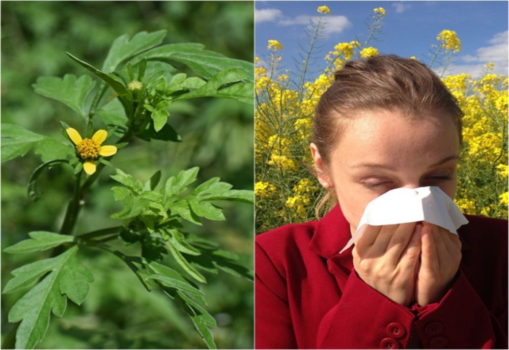 Campanie de combatere a ambroziei, într-un oraş din Olt