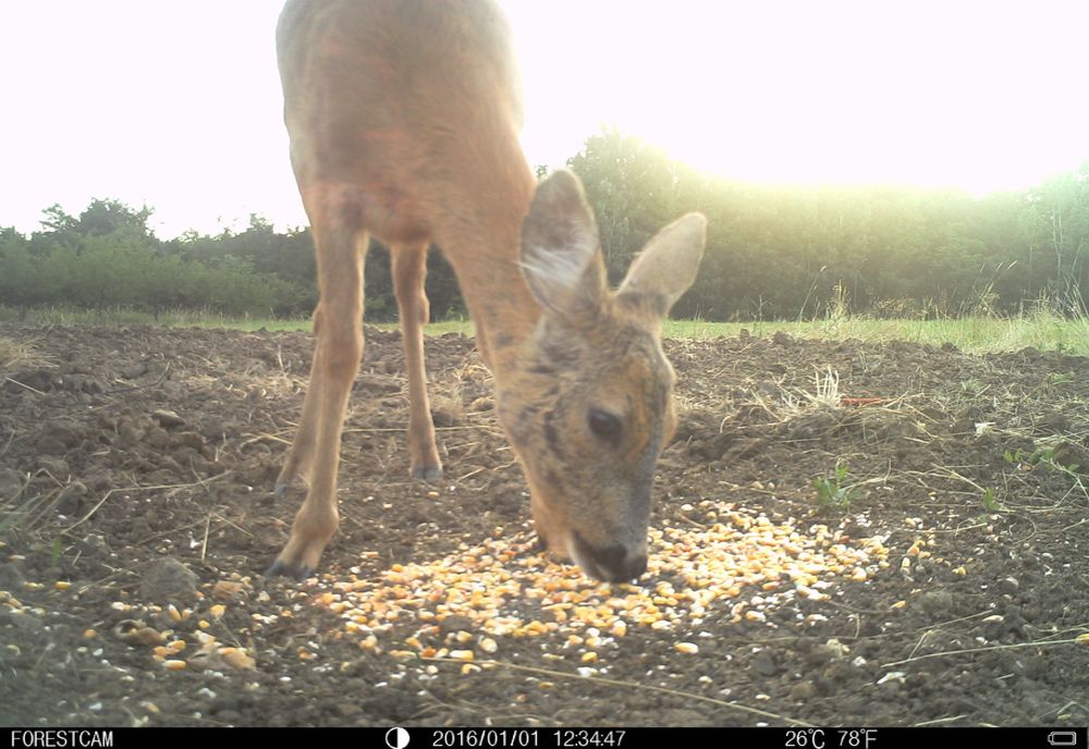 Olt: 12 focuri de armă pentru prinderea unor braconieri