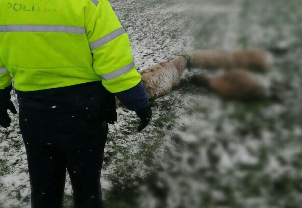 Dosar penal pentru un bărbat din Olt, care a omorât mai multe oi și capre, după ce a intrat inteționat cu un utilaj agricol în turma de animale