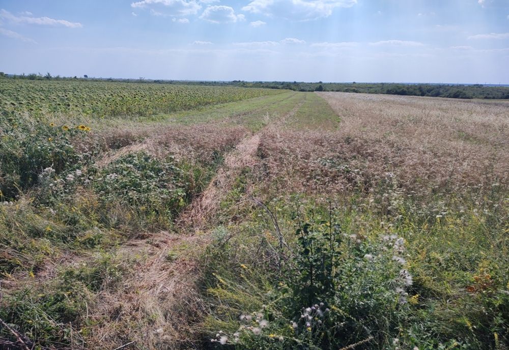 Olt: Un fermier din Spineni, lăsat fără grâu de angajaţii unei societăţi agricole