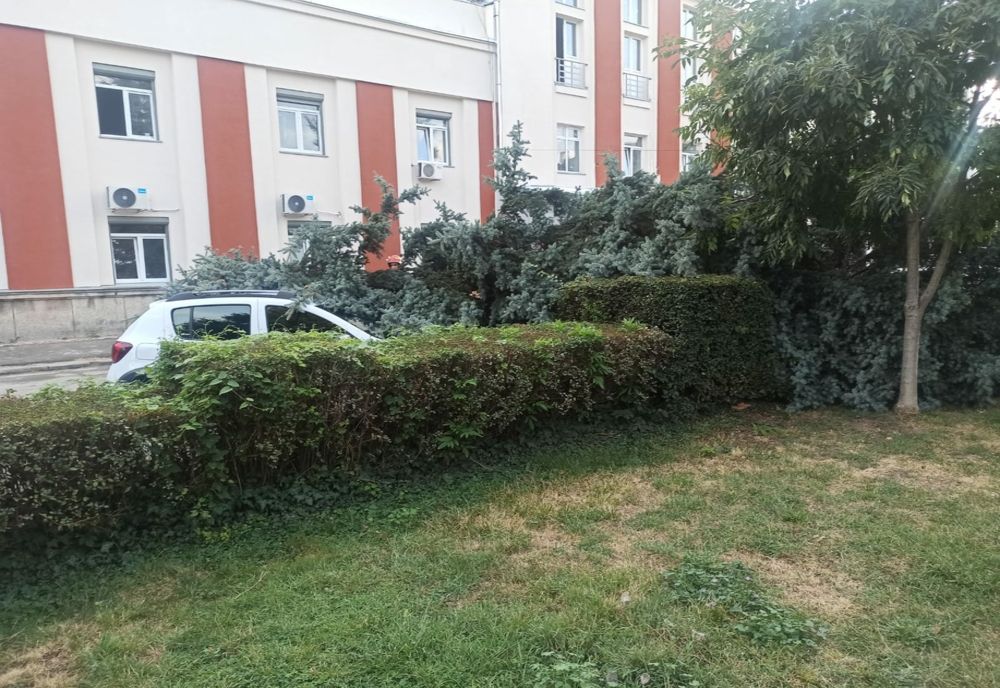 Un brad a căzut peste o mașină parcată în fața Spitalului Județean de Urgență