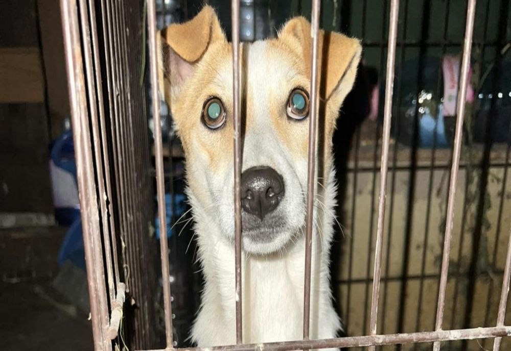 Bărbatul din Olt, dosar penal pentru că a schingiut şi înfometat zeci de câini