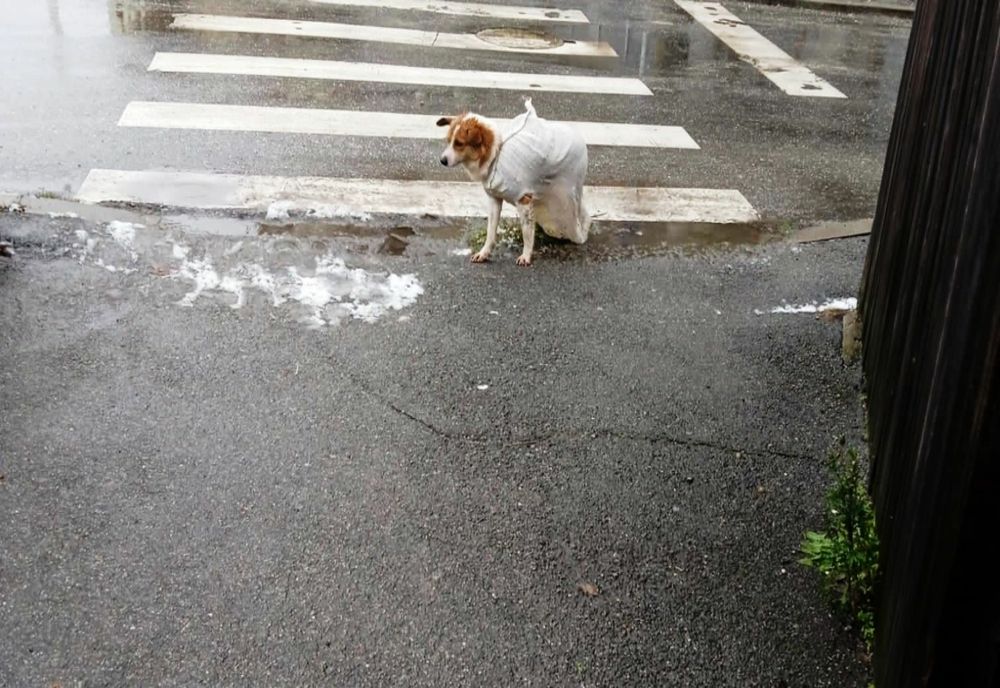 Slatina: Un câine abandonat într-un sac de rafie