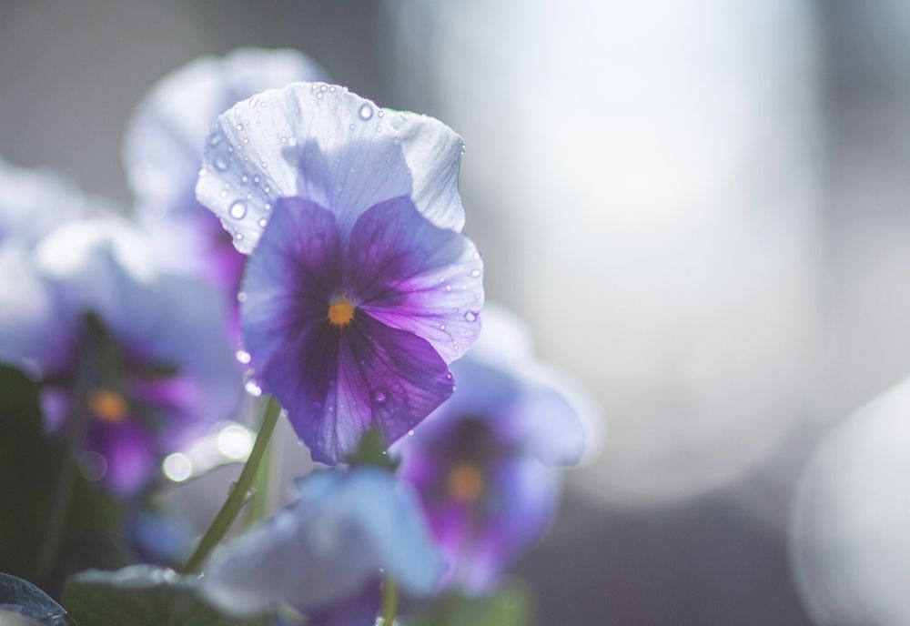 Prognoza meteo pe o lună. Cum va fi vremea până pe 15 aprilie