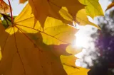 ANM: temperaturi sub media climatologică în toată România până pe 16 noiembrie