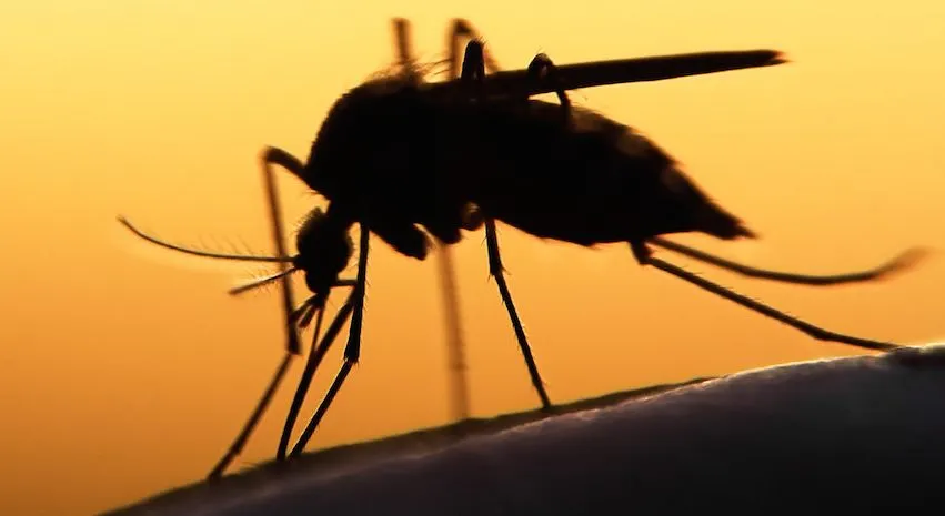 mosquito