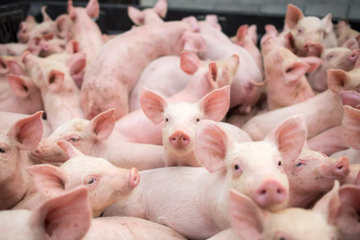 pesta-porcina-porci-porc-veterinar-7-of-7