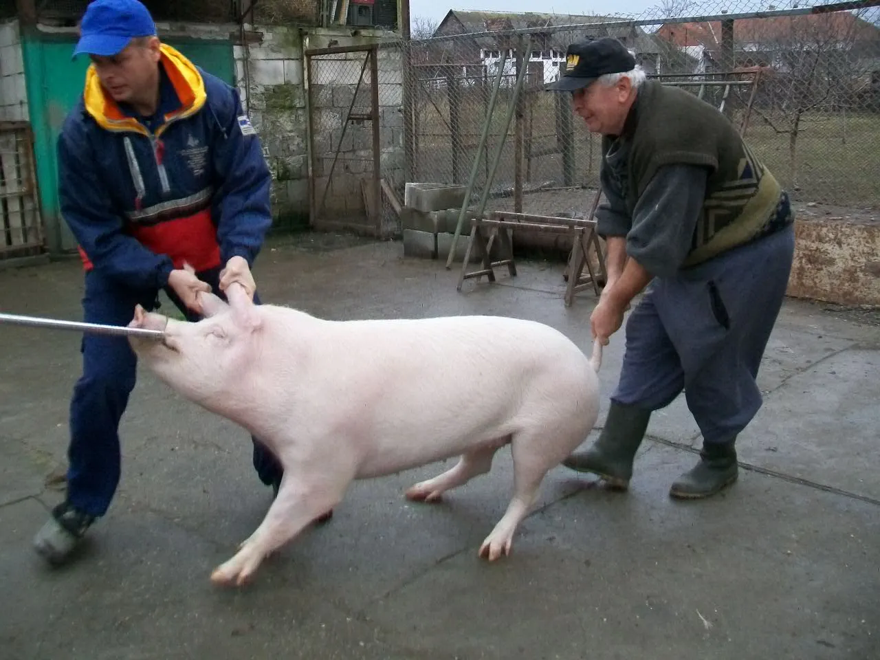 porc-016