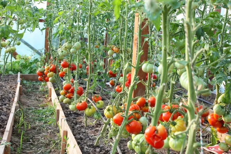 tomate-program
