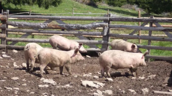 Porci-la-stana