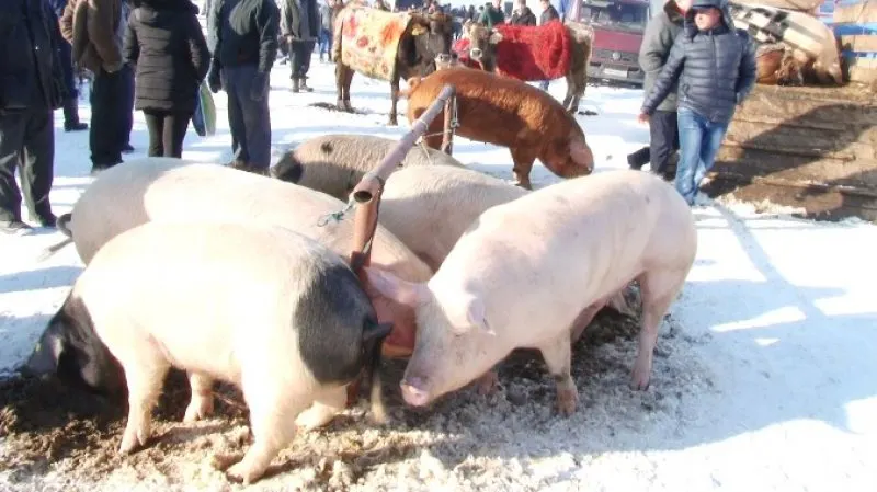 VANZARE-PORCI
