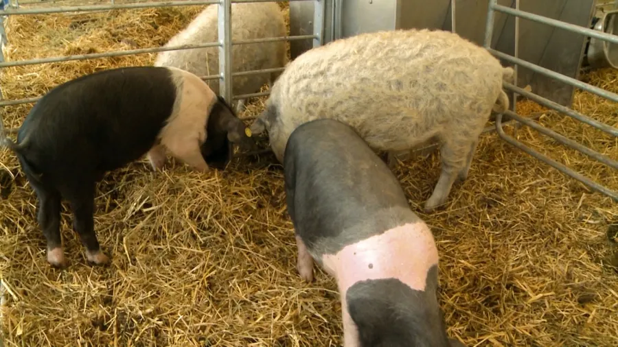 porci (1)