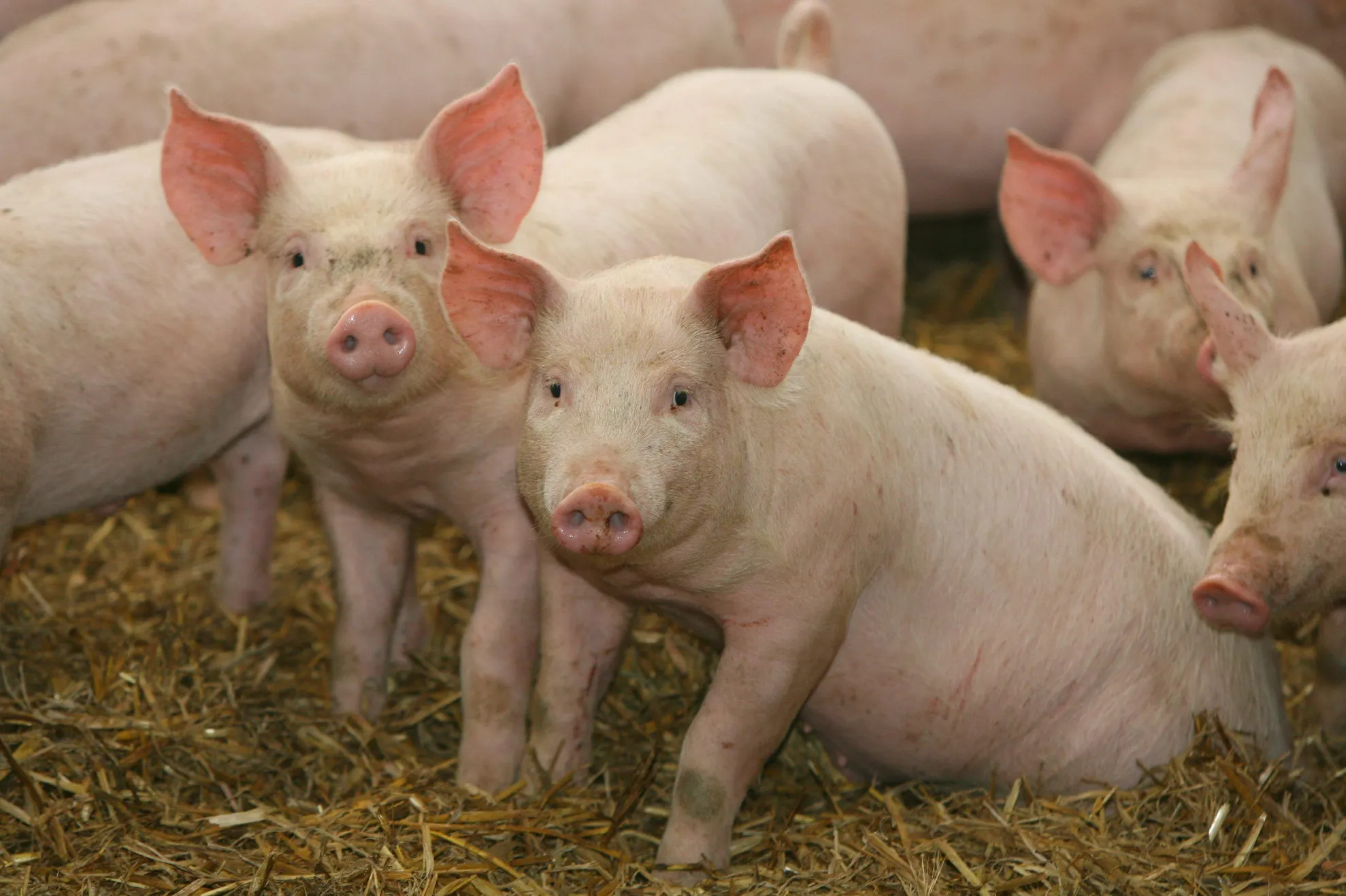 porci santinela