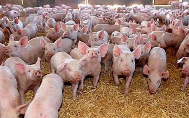 porci santinela