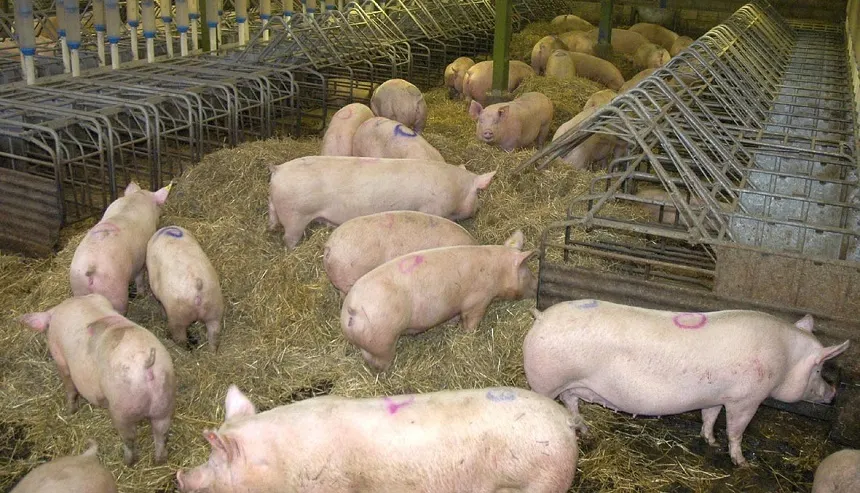 porci santinelă