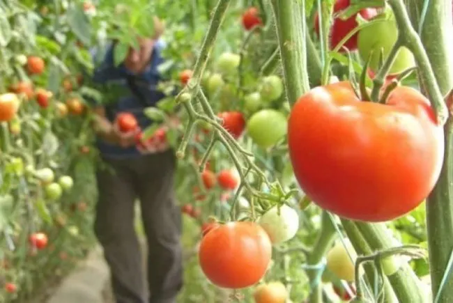 program-tomate-650x435
