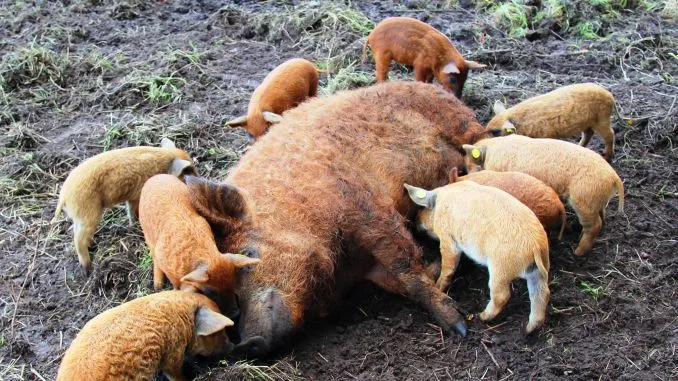 scroafa-cu-purcei-Mangalita