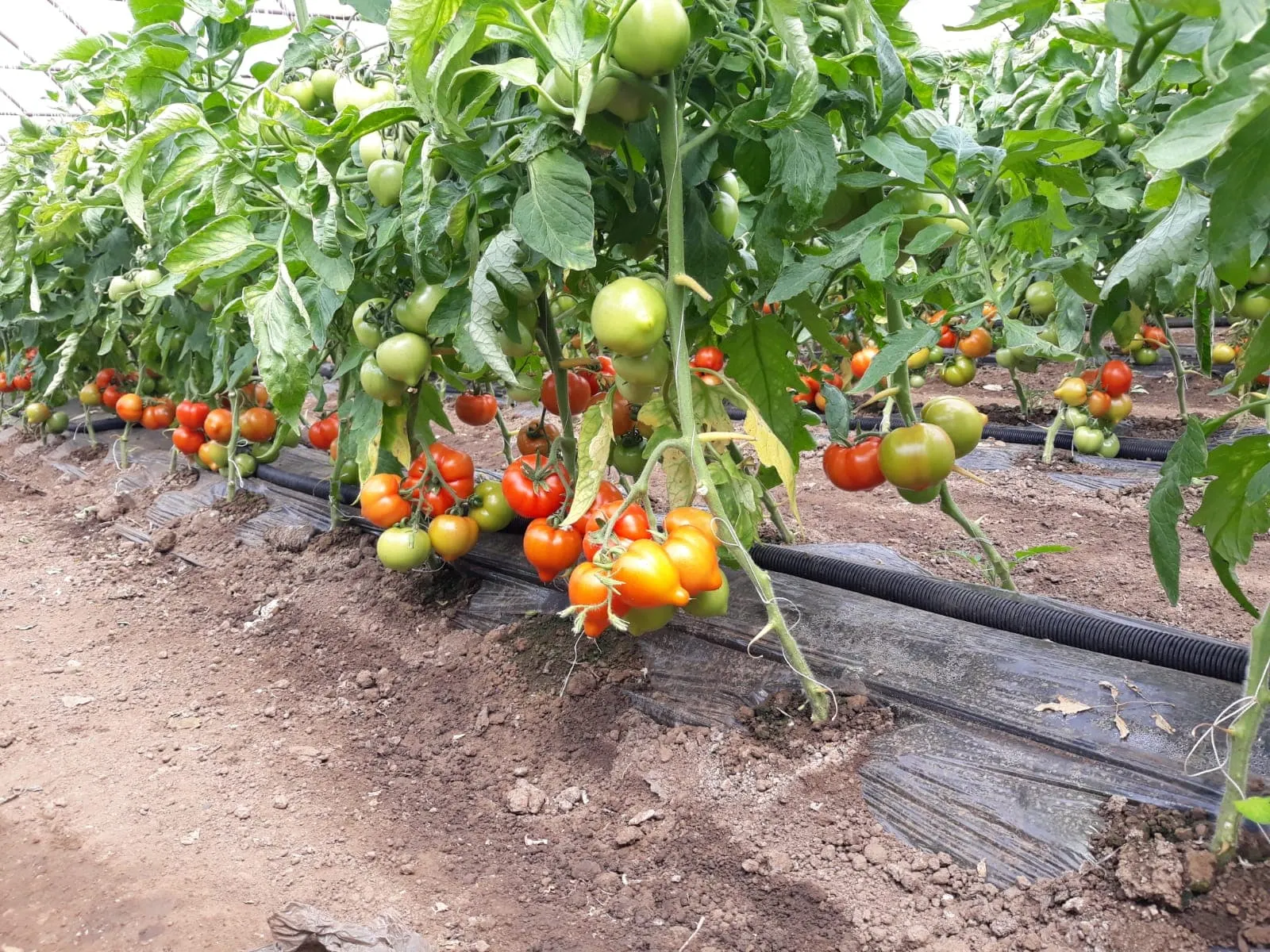 tomate cover