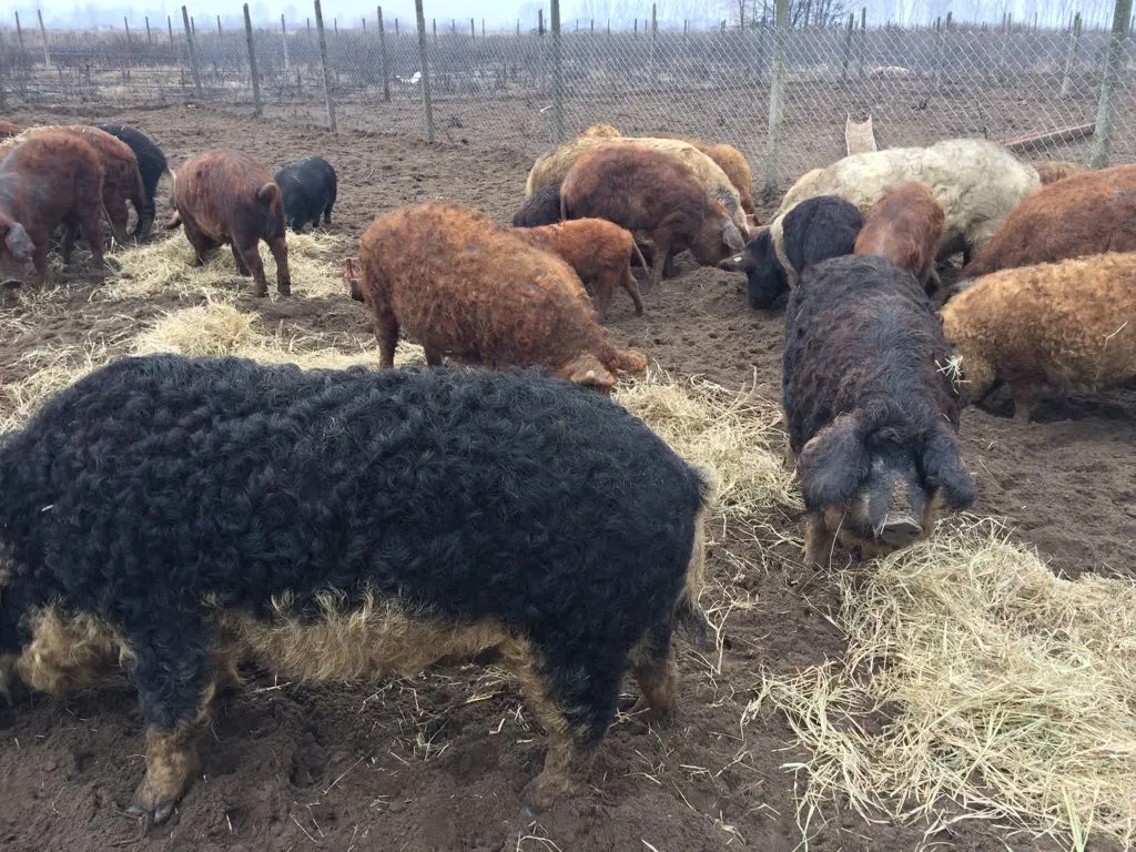 porc-3