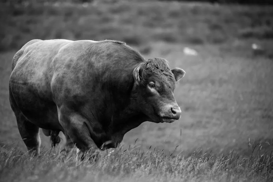 bull-1114267-1920