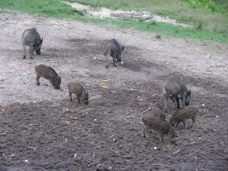 porci mare