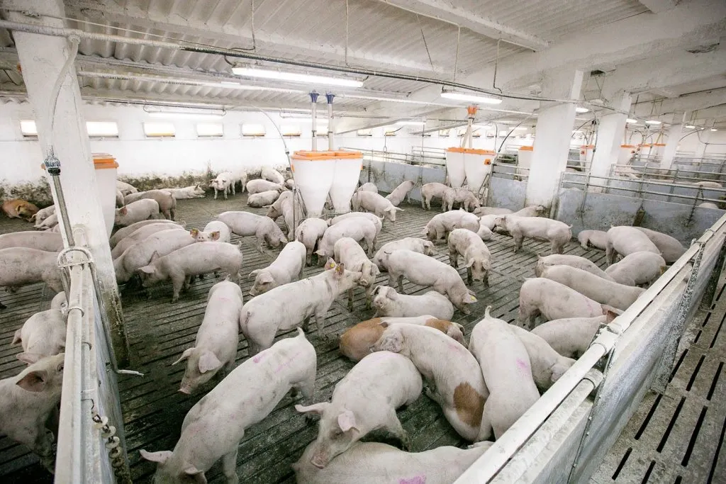 Porci_ca017