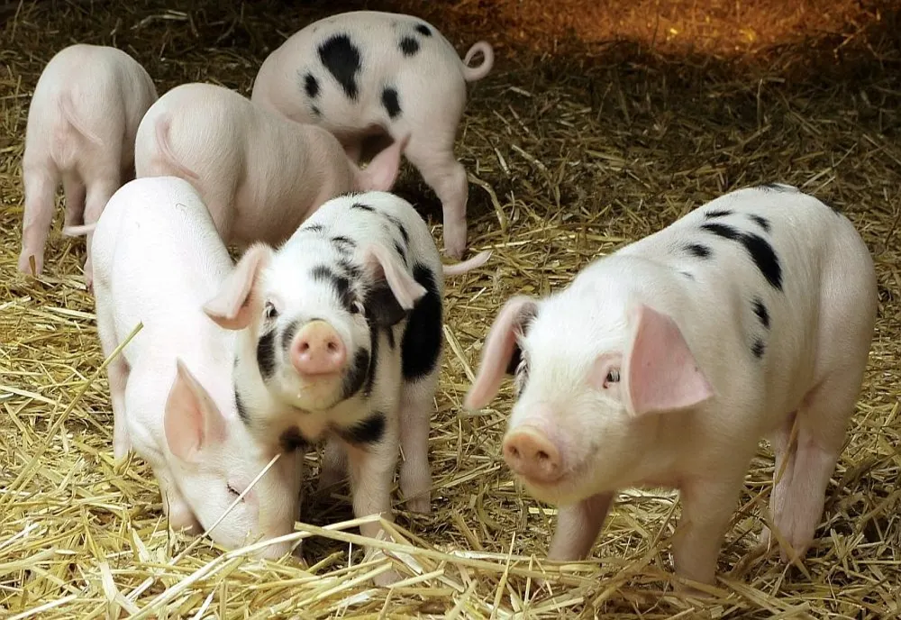 Pesta porcină se extinde în Olt. Un nou focar confirmat la o fermă