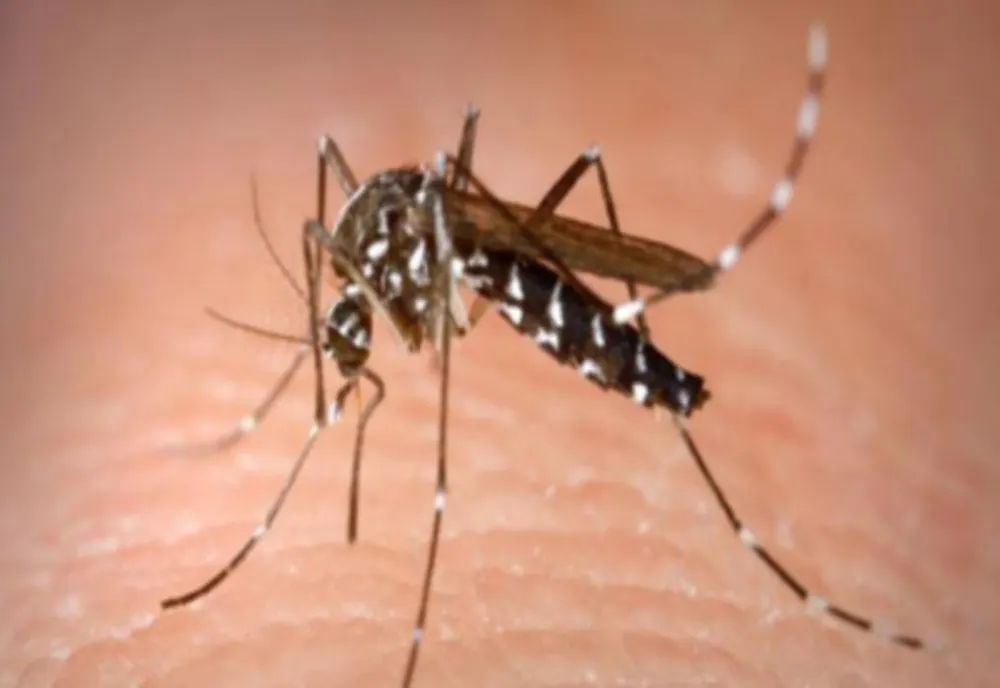 INSP: 103 CAZURI DE INFECŢIE CU VIRUSUL WEST NILE, ÎNREGISTRATE DIN 3 IUNIE PÂNĂ ÎN PREZENT